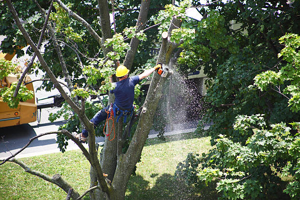 How Our Tree Care Process Works  in  Island Park, NY