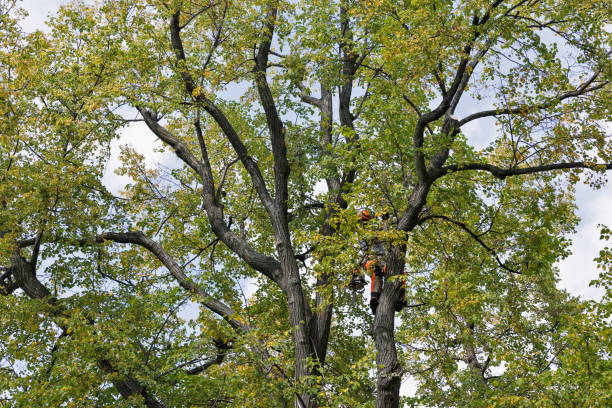 Trusted Island Park, NY Tree Removal Services Experts